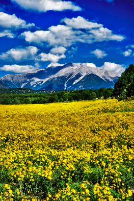 Salida Wildflowers July.jpg